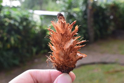 Close-up of hand holding plant