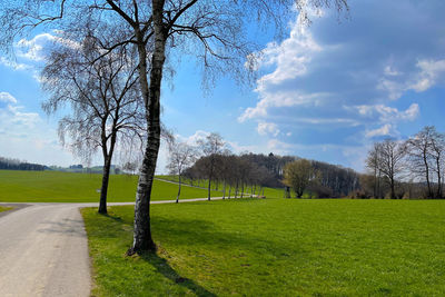 Trees on field against sky