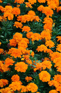 High angle view of orange flowering plants