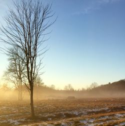 Bare trees on landscape at sunset