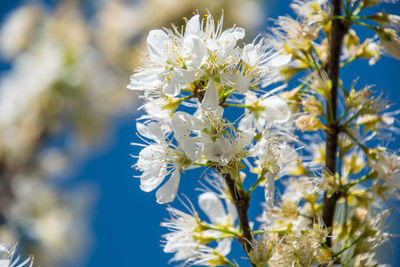 Close-up of white flowering plant