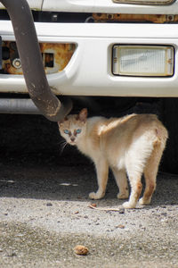 Portrait of cat on street