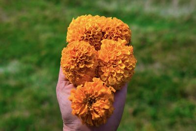 Close-up of marigold holding flower