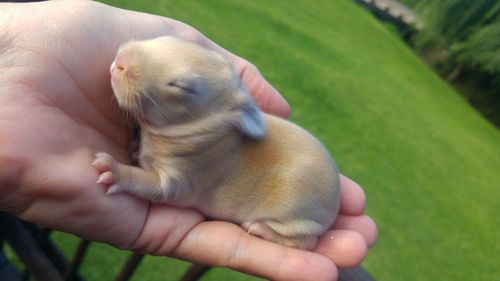 Close-up of hand holding baby outdoors