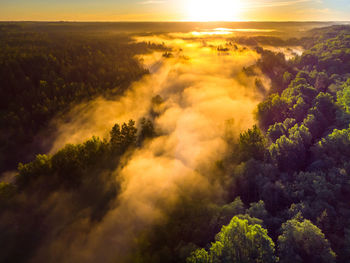 Enchanting sunrise mist over majestic forest in northern europe