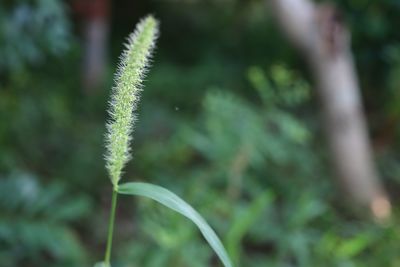 plant
