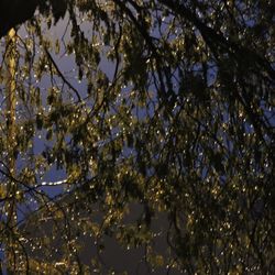 Low angle view of trees against sky