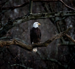 Low angle view of eagle perching on branch