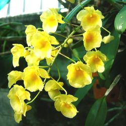 Close-up of yellow flower