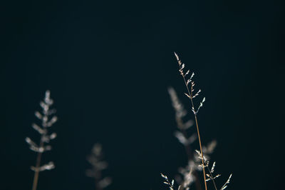 Close-up of plant against clear sky at night