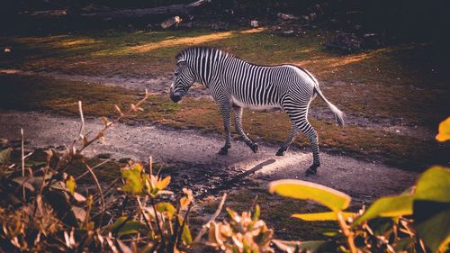 Zebra standing on field