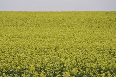 Scenic view of field against yellow sky