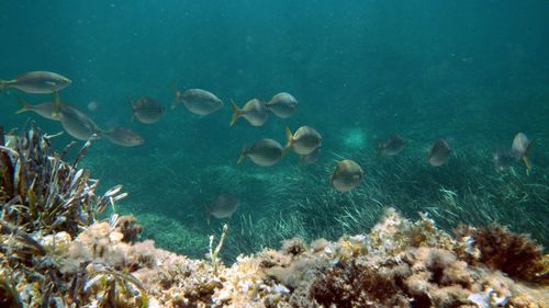 Fish swimming in sea