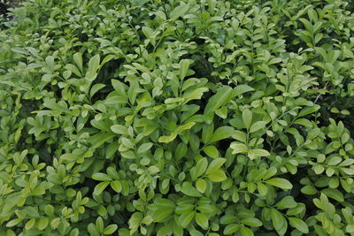 Full frame shot of plants growing on field