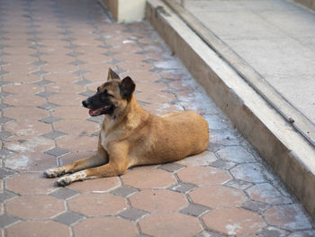 Brown dog on the floor brown brick