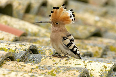 Close-up of bird perching on rock