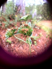 Close-up of plant