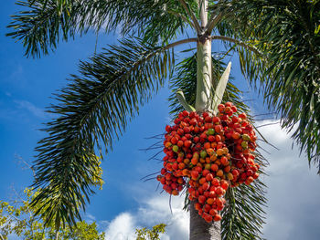 Low angle view of coconut palm tree against sky