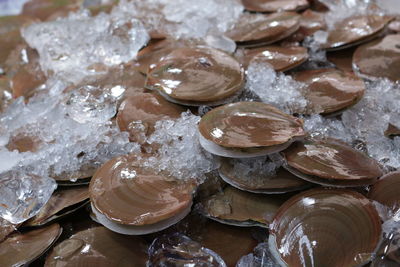 Detail shot of shells in ice