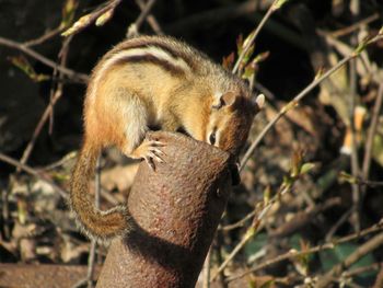 Close-up of a chipmunk 