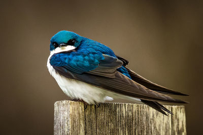 Close-up of blue bird perching on wood