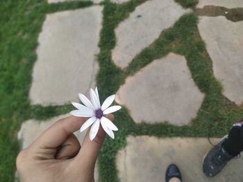 Low section of woman holding flower while standing on footpath