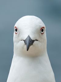 Funny portrait of seagull