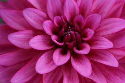 Close-up of pink dahlia