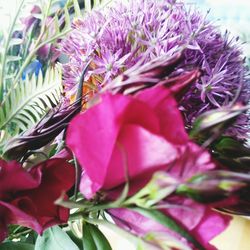 Close-up of pink flowering plant