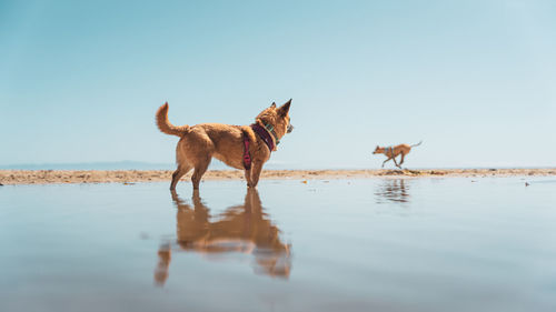 Side view of dogs on beach