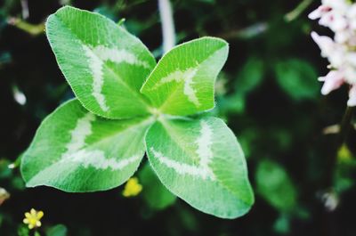 Close-up of green leaves