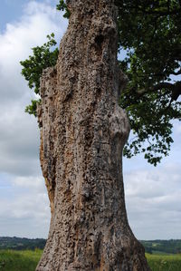 Low angle view of trees against cloudy sky