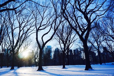 Bare trees on snow covered landscape