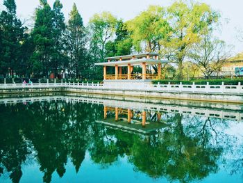 Reflection of trees in pond