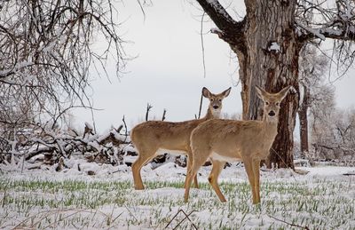 Deer standing on snow covered land