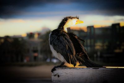 Close-up of bird against sky at sunset