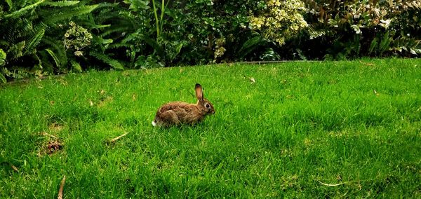 Duck in a field