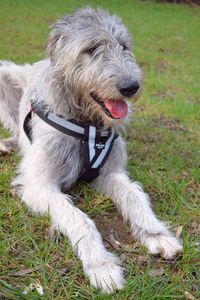 Close-up of dog on grass