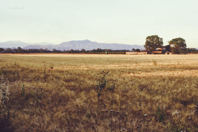 Scenic view of field against sky