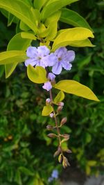 Close-up of purple flowers