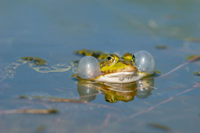 Close-up of frog in water