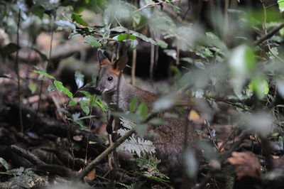 View of squirrel in forest