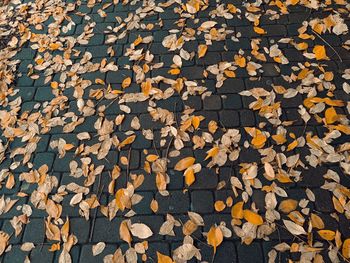 High angle view of autumn leaves