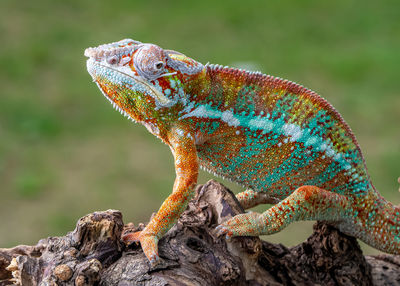 Close-up of lizard