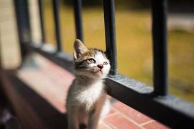 Portrait of kitten looking outdoors