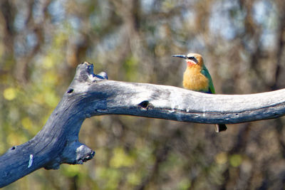 Close-up of bird perching on branch