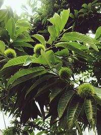 Close-up of fresh green plant