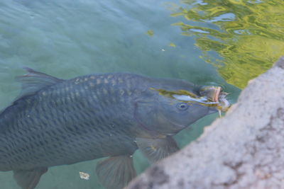 High angle view of fish swimming in sea