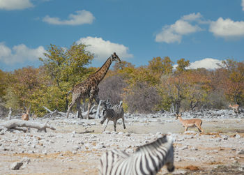 Giraffe in the etosha national park in namibia south africa