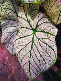 Close-up of leaves on plant